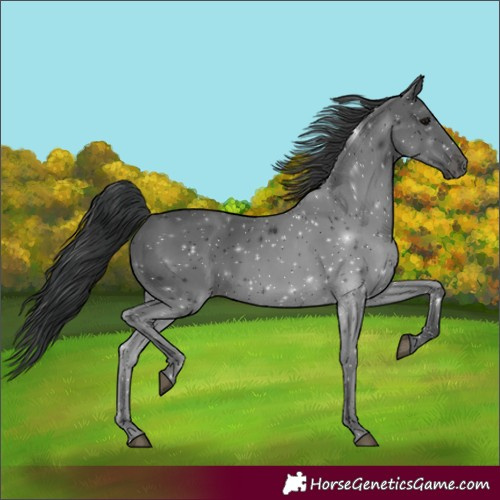 Horse Color:Black 