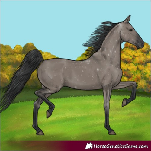 Horse Color:Grullo