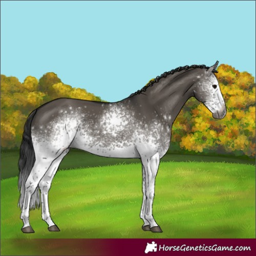 Horse Color:Gray White Spotted Grullo