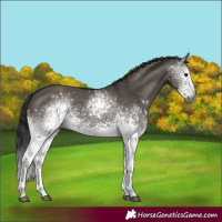 Horse Color:Gray White Spotted Grullo 