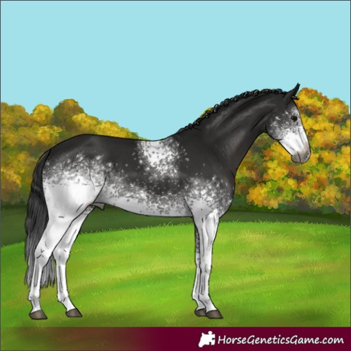 Horse Color:Gray White Spotted Black 