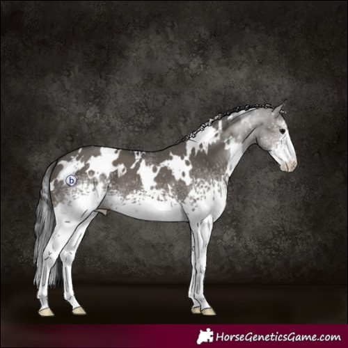 Horse Color:White Spotted Grullo 