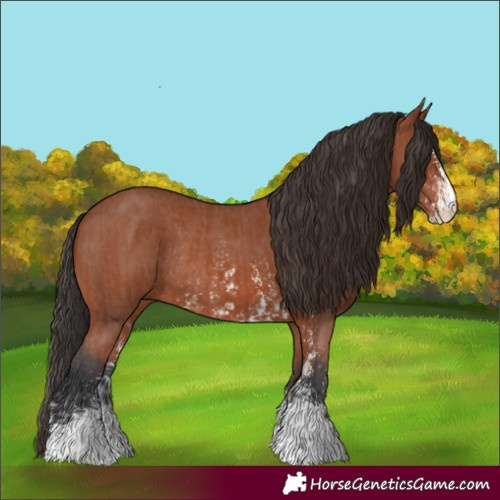 Horse Color:Bay Sabino Rabicano and Bay Sabino Rabicano