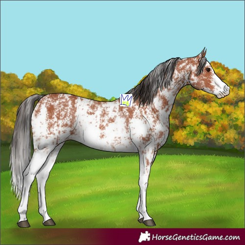 Horse Color:Bay Sabino Rabicano and Bay Sabino Rabicano