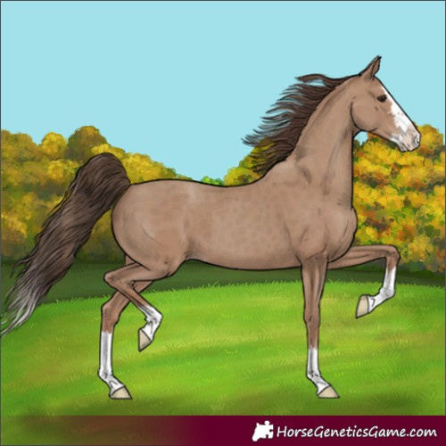 Horse Color:Classic Champagne Sabino Splash 