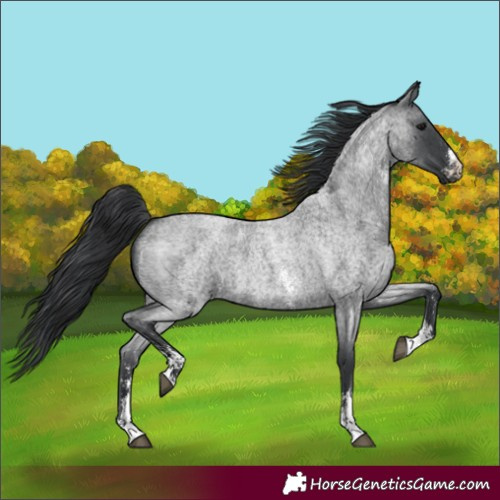 Horse Color:Blue Roan Sabino