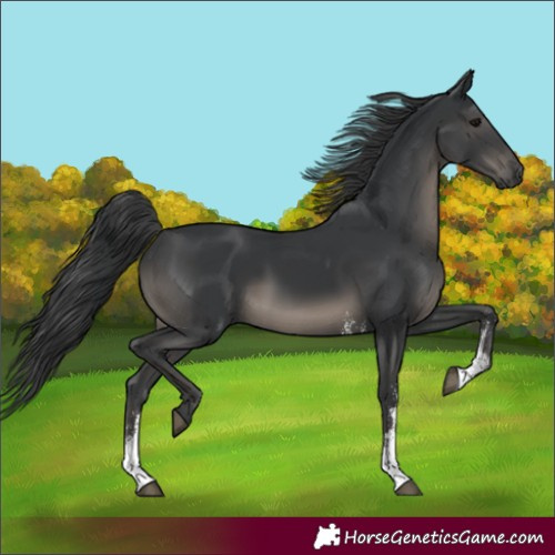 Horse Color:Black Sabino 