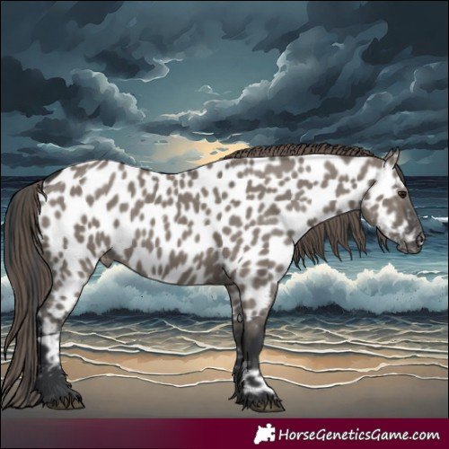 Horse Color:Grullo Appaloosa 