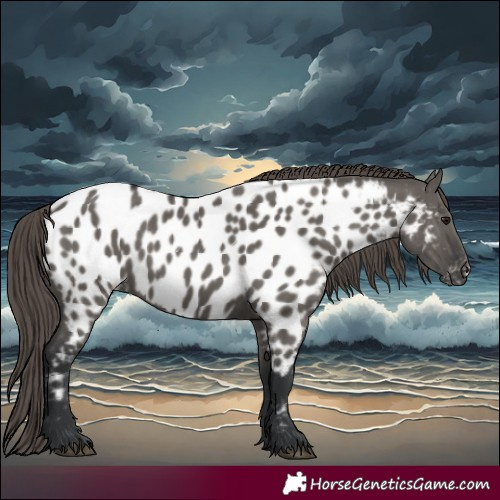Horse Color:Grullo Appaloosa 