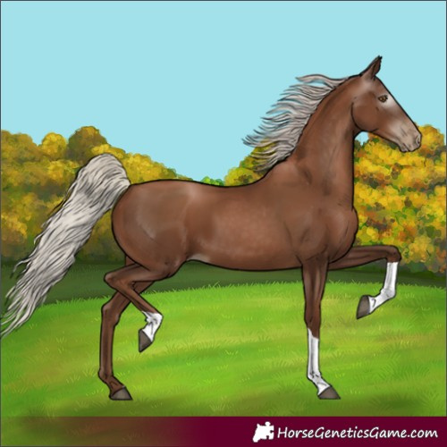 Horse Color:Gray Silver Black Pearl Tobiano