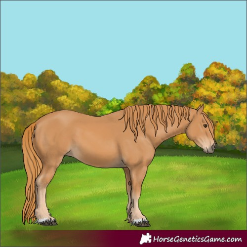 Horse Color:Chestnut 