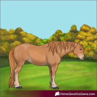 Horse Color:Chestnut 
