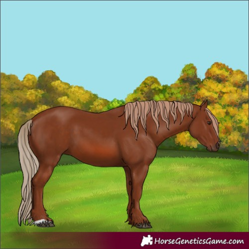 Horse Color:Chestnut 