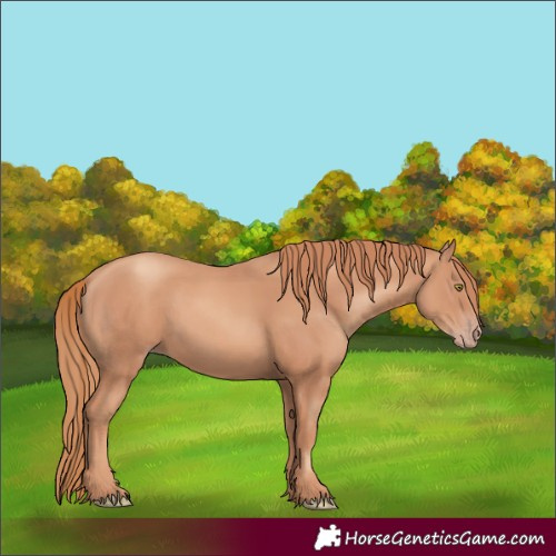 Horse Color:Gold Champagne