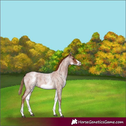 Horse Color:White Spotted Red Roan Frame 