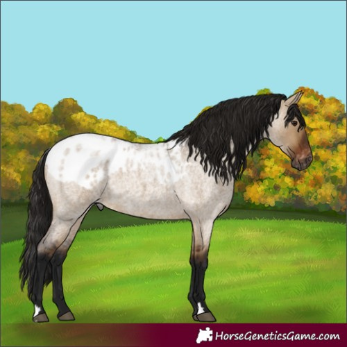 Horse Color:Gray Bay Roan Dun Skewed Appaloosa