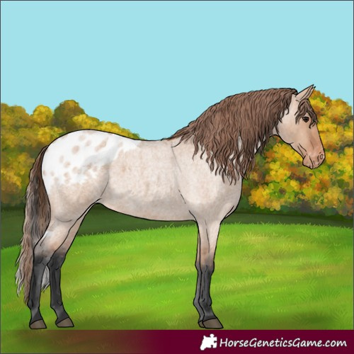 Horse Color:Bay Roan Dun Skewed LP Spotted