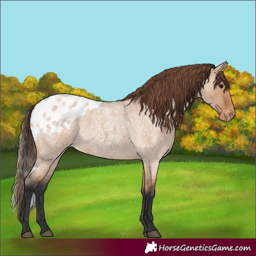 Horse Color:Bay Roan Dun Skewed Appaloosa 