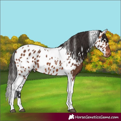 Horse Color:Bay Tobiano Skewed Appaloosa 
