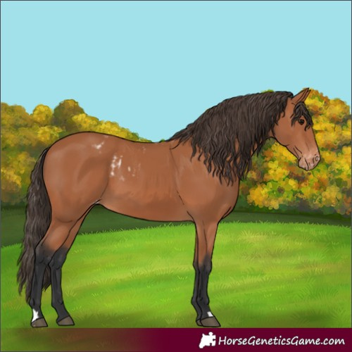 Horse Color:Bay Skewed Appaloosa