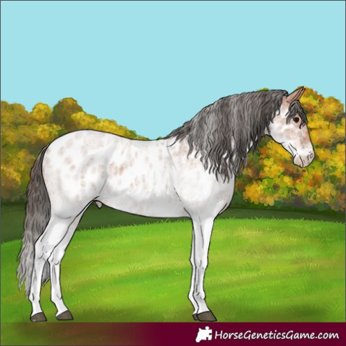Horse Color:White Spotted Bay Roan Skewed Appaloosa