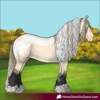 Horse Color:Buckskin Dun Skewed Appaloosa 