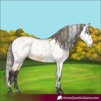 Horse Color:Buckskin Skewed LP Spotted 