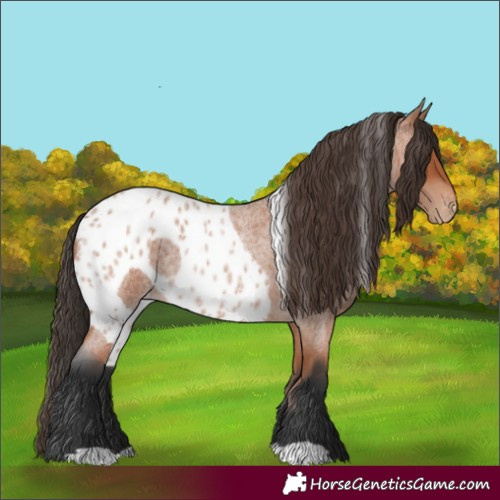 Horse Color:Bay Roan Skewed Appaloosa 