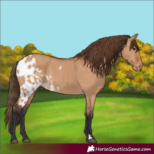 Horse Color:Bay Dun Skewed Appaloosa 
