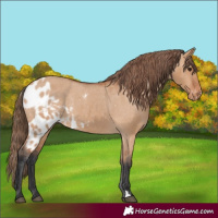 Horse Color:Bay Dun Skewed Appaloosa 
