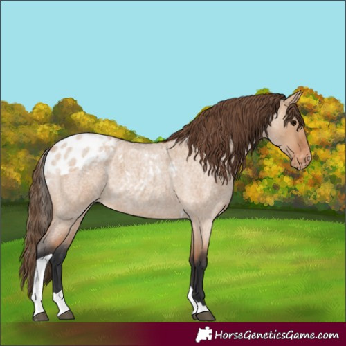 Horse Color:Bay Roan Dun Tobiano Skewed Appaloosa 