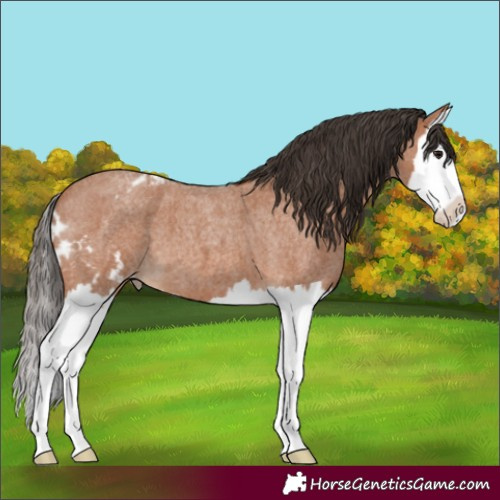 Horse Color:Bay Roan Splash Skewed Appaloosa 