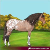 Horse Color:Bay Roan Tobiano Skewed Appaloosa Rabicano 