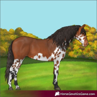 Horse Color:Bay Skewed Appaloosa