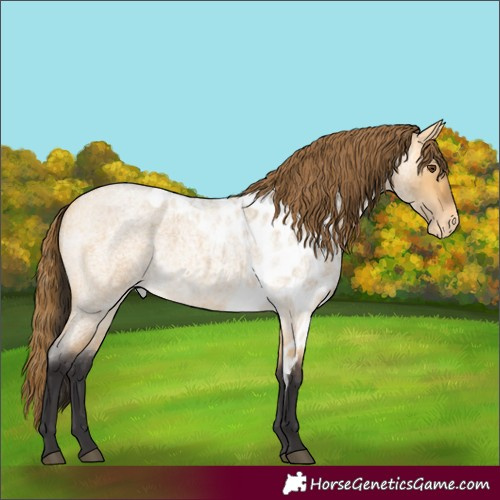 Horse Color:Buckskin Roan Dun Skewed Appaloosa 