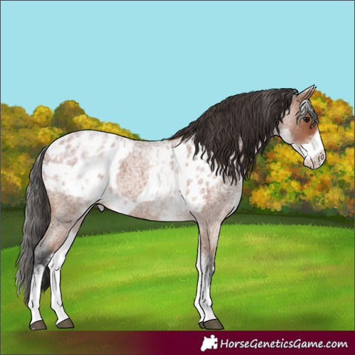 Horse Color:White Spotted Bay Roan Skewed Appaloosa 