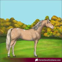 Horse Color:Chestnut Mushroom Tobiano Appaloosa 