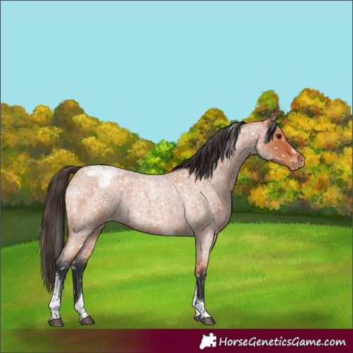 Horse Color:Bay Roan Tobiano Snowflake Varnish