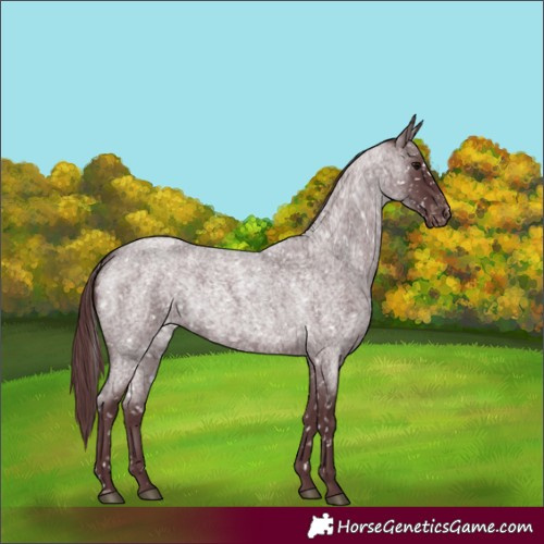 Horse Color:Chocolate Blue Roan Appaloosa 