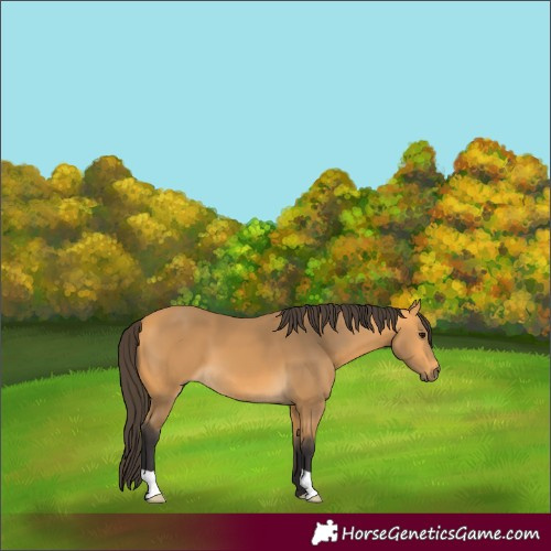Horse Color:Buckskin 