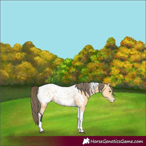 Horse Color:Buckskin Tobiano Appaloosa 