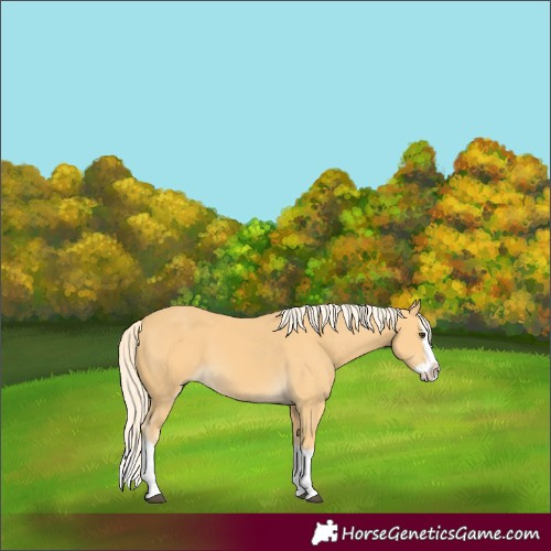 Horse Color:Palomino Splash