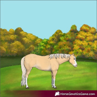 Horse Color:Palomino Splash