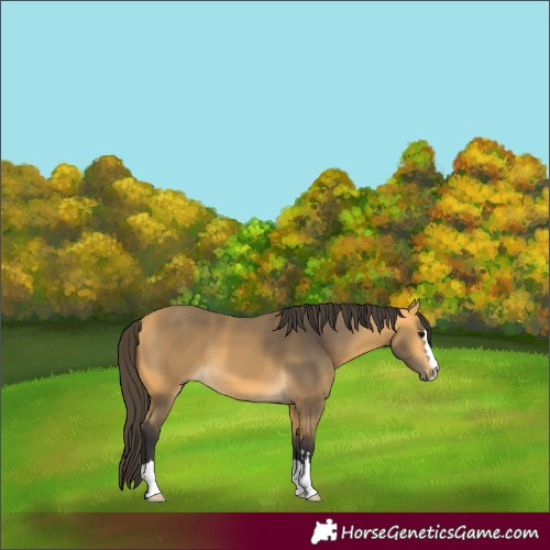 Horse Color:Buckskin 