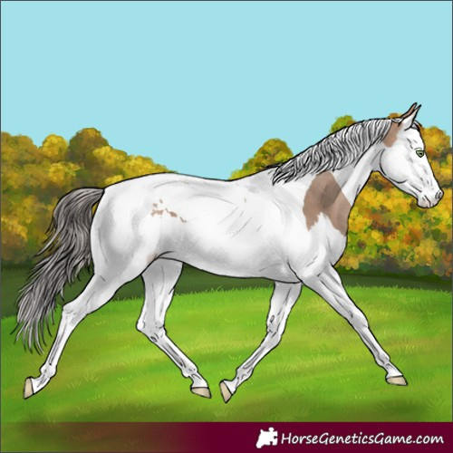 Horse Color:Amber Champagne Splash Tobiano 