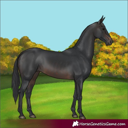 Horse Color:Brown 