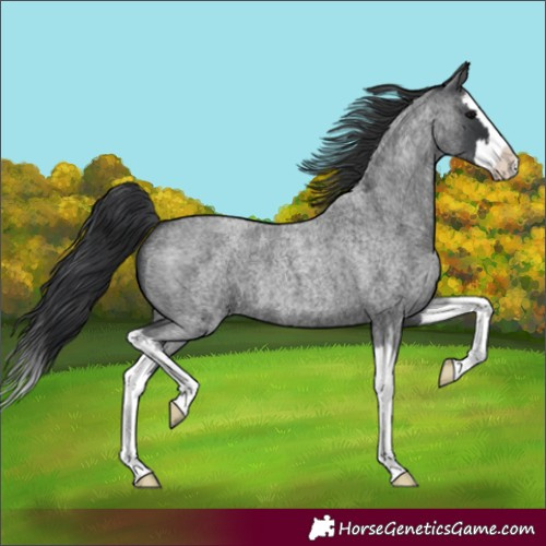 Horse Color:Blue Roan Splash 