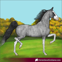 Horse Color:Blue Roan Splash