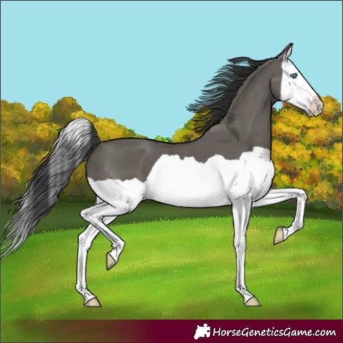 Horse Color:Grullo Splash