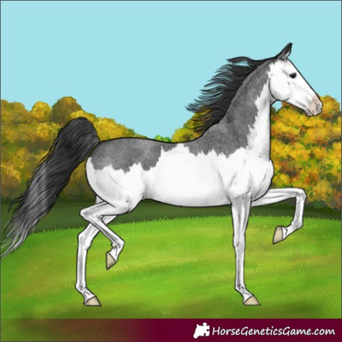 Horse Color:Blue Roan Splash 